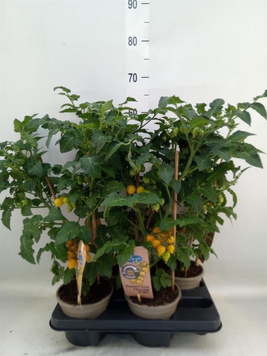 <h4>Solanum lycopersicum   ...</h4>