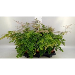 Adiantum tenerum 'Scutum Roseum'