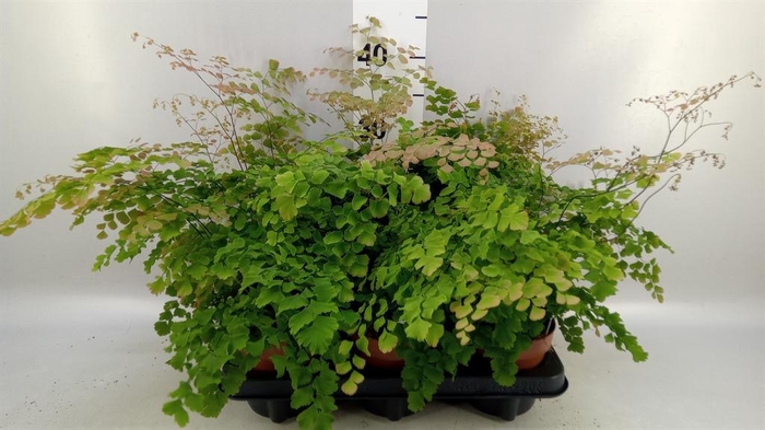 <h4>Adiantum tenerum 'Scutum Roseum'</h4>