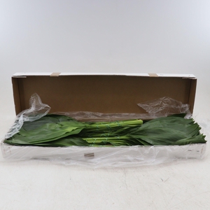 Aspidistra Elatior