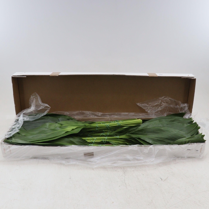 <h4>Aspidistra Elatior</h4>