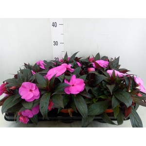 Impatiens NG 'Colorpower Violet'