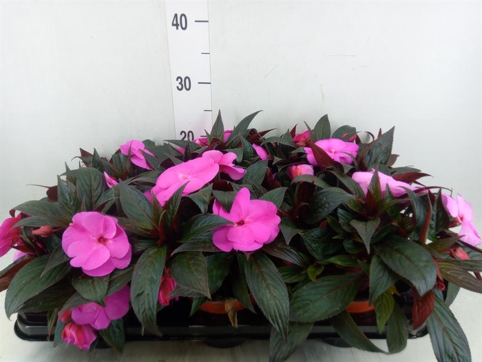 <h4>Impatiens NG 'Colorpower Violet'</h4>