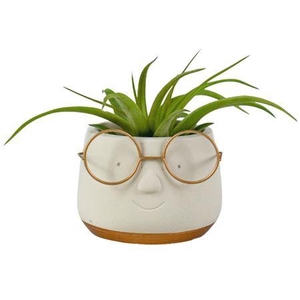 Arrangementen Tillandsia 6%