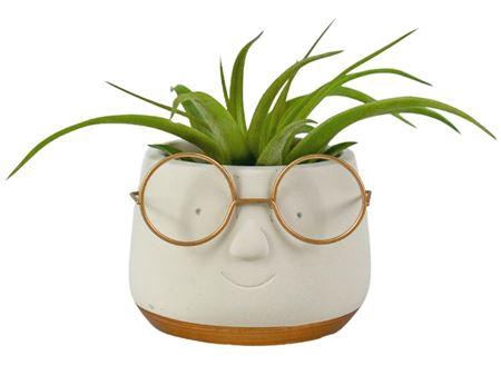 <h4>Arrangementen Tillandsia 6%</h4>