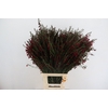 CYTISUS BOSKOOP RUBY BORDEAUX