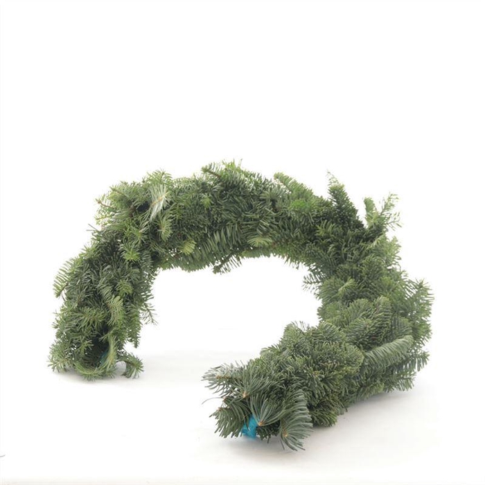 <h4>Guirl. Nobilis</h4>