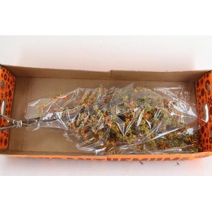 CELAS SC NICO BES 85CM