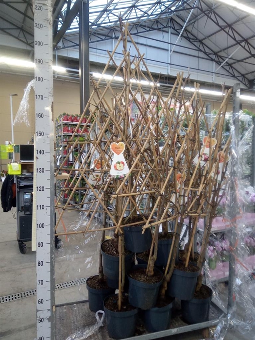 <h4>Malus   ...</h4>