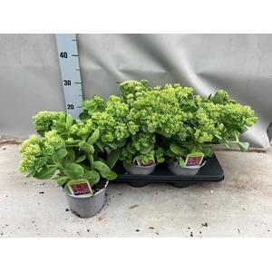 SEDUM TELEPHIUM