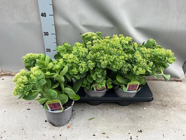 <h4>SEDUM TELEPHIUM</h4>