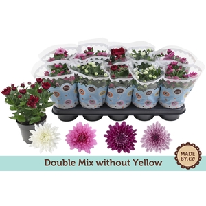 Chrysant Double mix without yellow