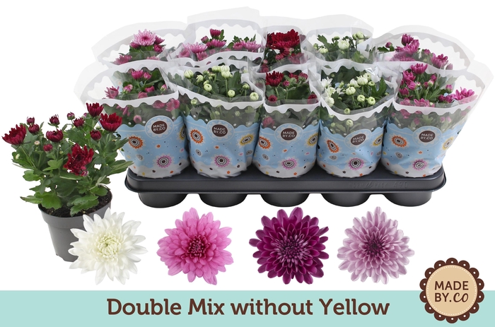 <h4>Chrysant Double mix without yellow</h4>