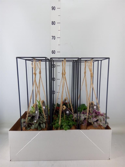 Planten Groen   ...mix  3