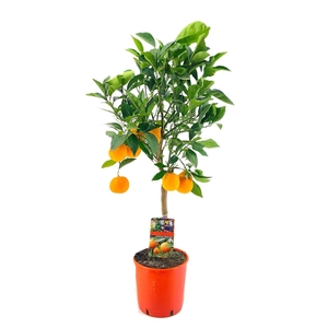 Citrus sinensis
