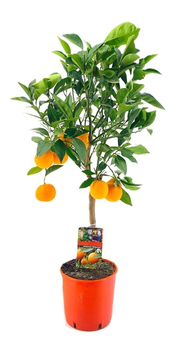 <h4>Citrus sinensis</h4>