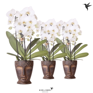 Kolibri Orchids Phalaenopsis Cascade Niagara Fall white 3 spike in Totem Mask pot