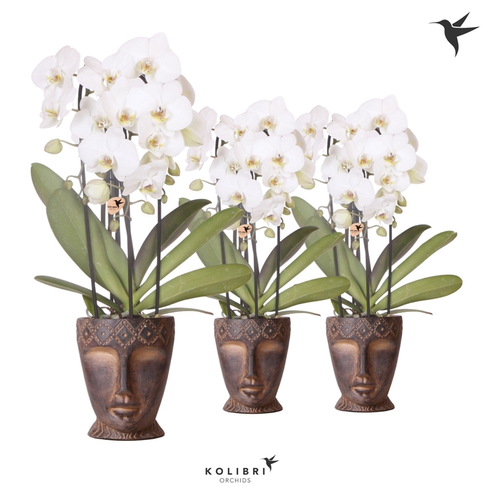 <h4>Kolibri Orchids Phalaenopsis Cascade Niagara Fall white 3 spike in Totem Mask pot</h4>