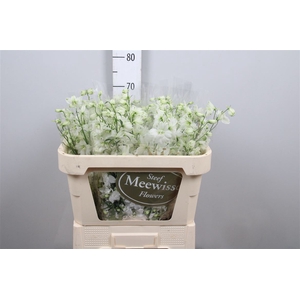Delph Du Dewi Impress White