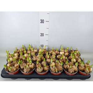 Narcissus  'Tete a tete'