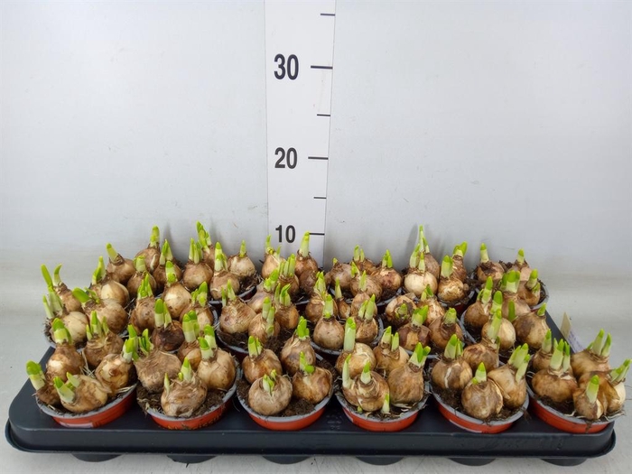 <h4>Narcissus  'Tete a tete'</h4>