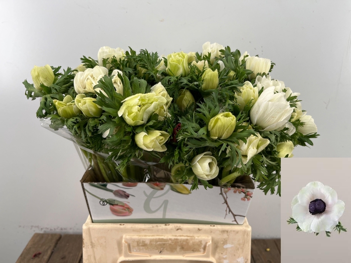 <h4>ANEM CO MAR PANDA</h4>