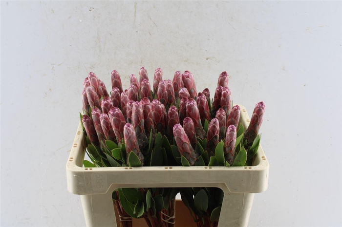 <h4>Protea Mundi Pink</h4>