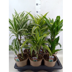 Dracaena fr de   ...mix