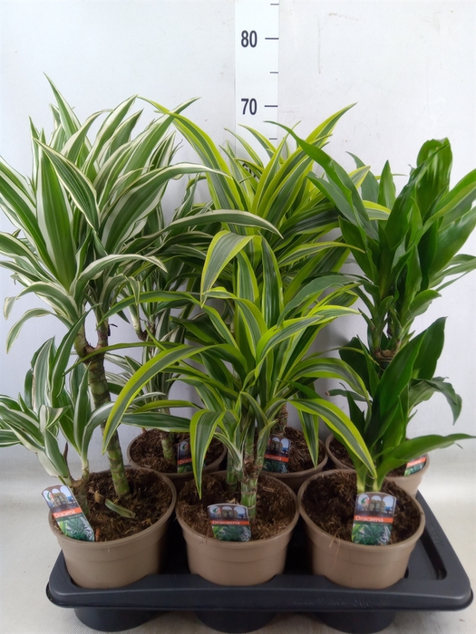 <h4>Dracaena fr de   ...mix</h4>