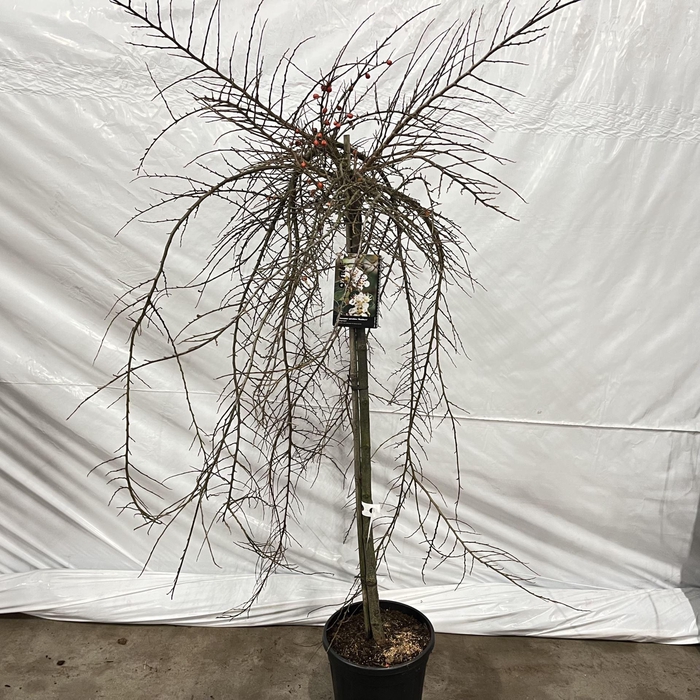 <h4>Cotoneaster</h4>