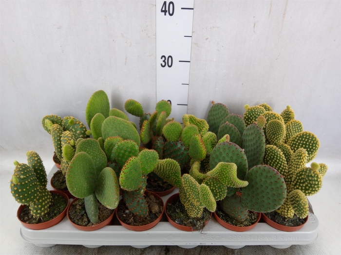 <h4>Opuntia</h4>