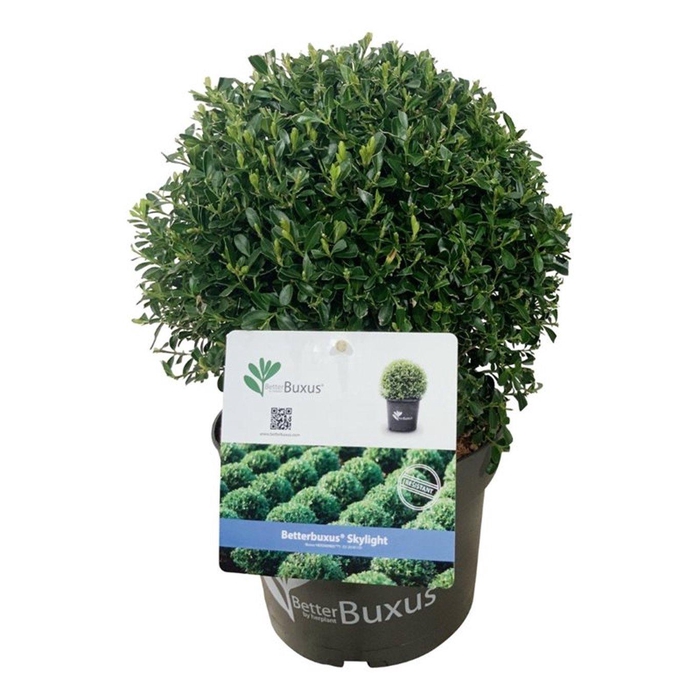 <h4>BetterBuxus® Skylight</h4>