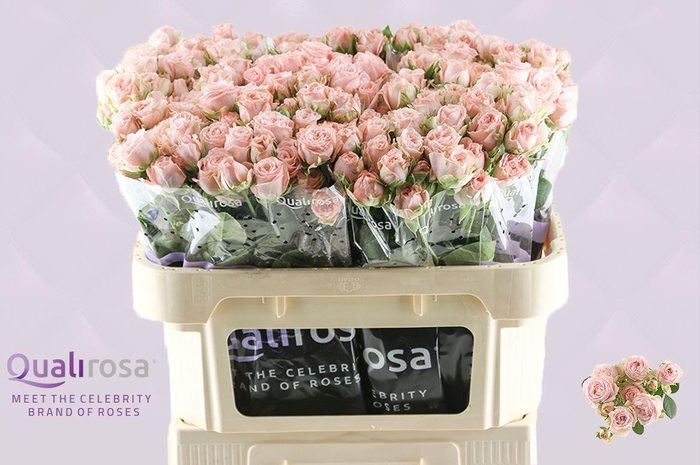 <h4>R Tr Bombastic</h4>