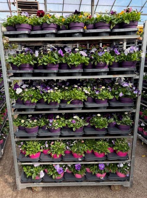 <h4>PERKPL GEM IN POT</h4>