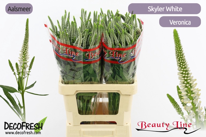 <h4>VERON L SKYLER WHITE</h4>