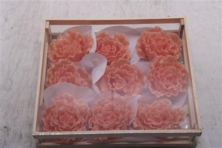 <h4>Wax Pioen Zalm</h4>