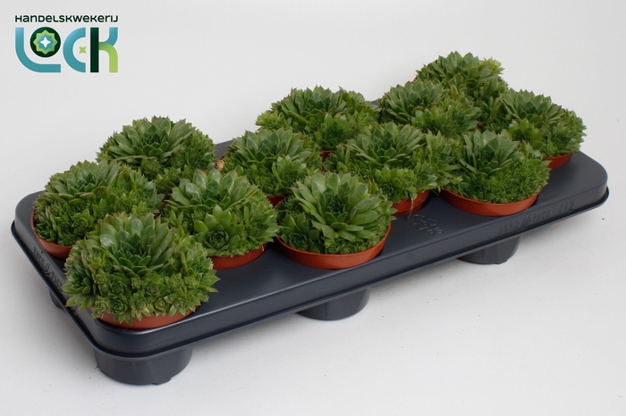<h4>Sempervivum Herta</h4>