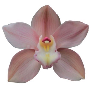 CYMB GR SALM DELIGHT