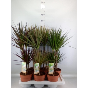 Dracaena   ...mix