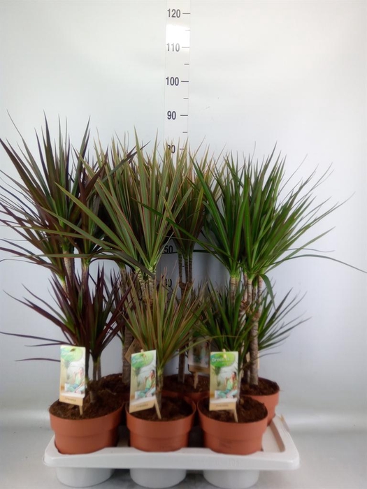 <h4>Dracaena ...mix</h4>