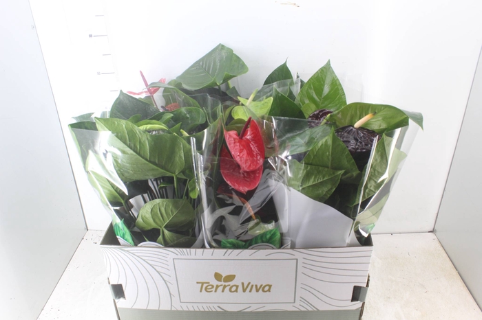 <h4>ANTHURIUM VARIADO P17</h4>