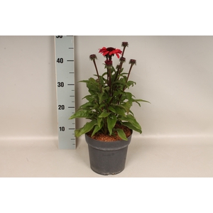 vaste planten 19 cm Echinacea sunSeekers Carmine