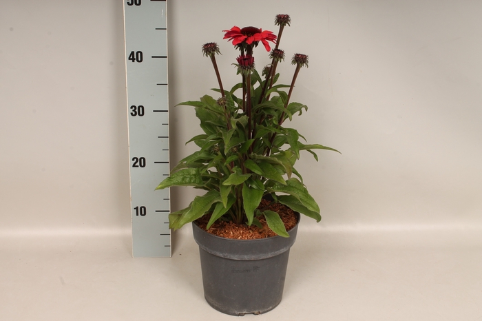 <h4>vaste planten 19 cm Echinacea sunSeekers Carmine</h4>