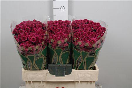 <h4>Chr S Aaa Purpetta</h4>