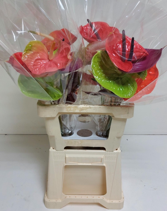 <h4>Anthurium mix Premium</h4>