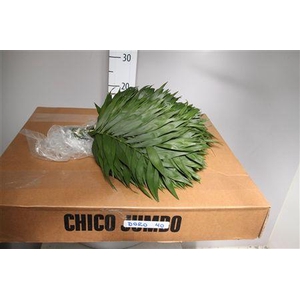 Chico 35cm Doro
