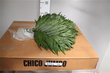 <h4>Chico 35cm Doro</h4>