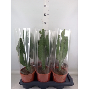 Opuntia