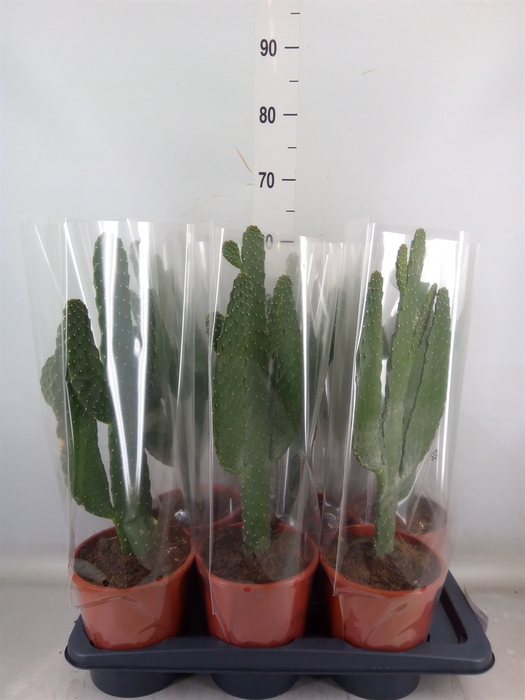 <h4>Opuntia</h4>