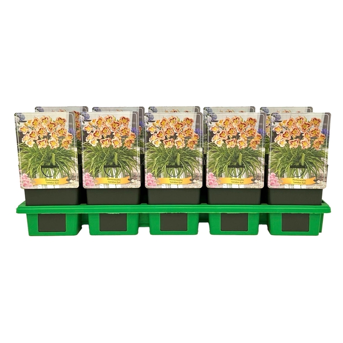 <h4>Hemerocallis</h4>